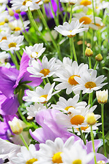 Image showing Summer flowers