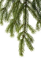 Image showing Spruce branch