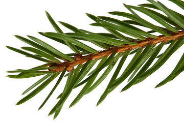 Image showing Spruce tree detail