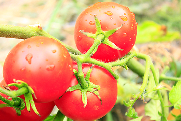 Image showing red tomatoes in the bush