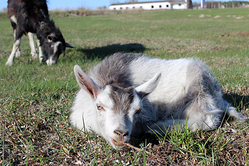 Image showing Goat laying on the pasture