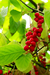 Image showing branches of schisandra 