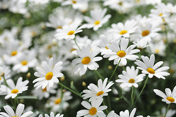 Image showing Summer flowers