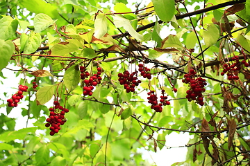 Image showing branches of schisandra 