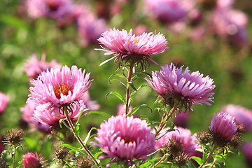 Image showing red beautiful asters in the garden