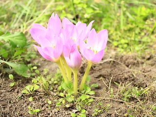 Image showing pink flowers of colchicum autumnale