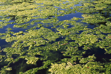 Image showing green water alga