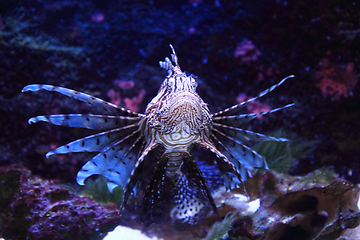 Image showing lionfish in the sea water