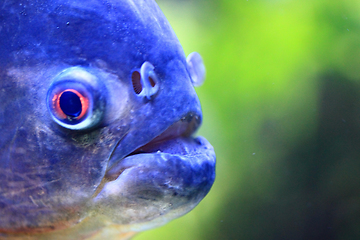 Image showing big piranha fish