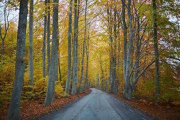 Image showing Autumn forest. Forest with country road at sunset. Colorful landscape with trees, rural road, orange leaves and blue sky. Travel. Autumn background. Magic forest.