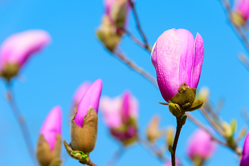 Image showing Rose magnolia flower bud