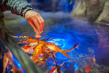 Image showing Feeding fish in aquarium