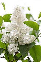 Image showing Common Lilac, white variant