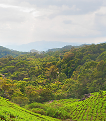 Image showing Tea plantation, Sri Lanka