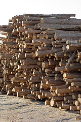 Image showing Forest industry log pile
