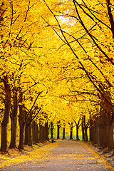 Image showing Beautiful autumn trees