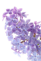 Image showing Common lilac