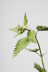 Image showing Stinging nettle