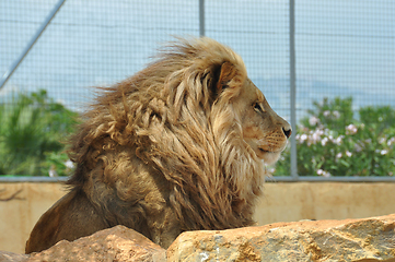 Image showing southwest african lion