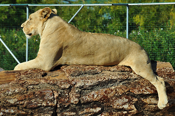 Image showing african lioness