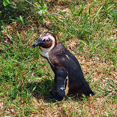 Image showing african penguin