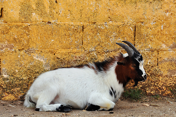 Image showing african pygmy goat