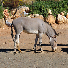 Image showing african somali wild ass