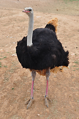 Image showing african wild ostrich