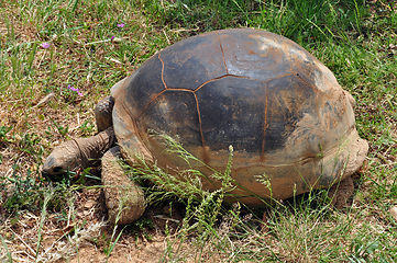 Image showing aldabra giant tortoise feeding on grass