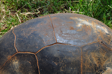 Image showing aldabra giant tortoise