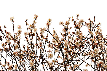 Image showing almond tree branches with flowers