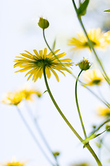 Image showing Summer Flowers