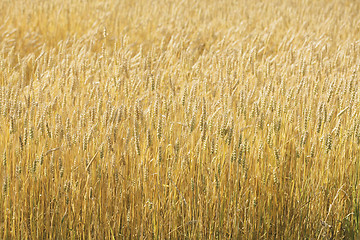 Image showing Wheat