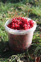 Image showing red ripe schisandra in the bucket