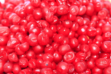 Image showing harvest of red schizandra