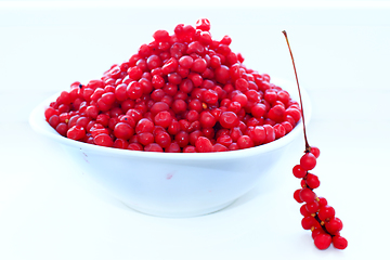 Image showing branches and full plate of red ripe schisandra isolated