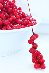 Image showing branches and full plate of red ripe schisandra isolated