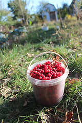 Image showing red ripe schisandra in the bucket