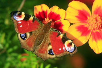 Image showing butterfly of peacock eye on the marigolds