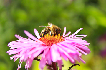 Image showing bee sitting on the asters 