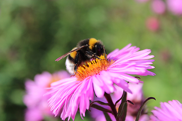 Image showing bumblebee on the aster