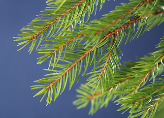 Image showing Spruce