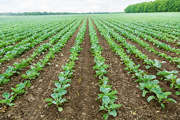 Image showing Cabbage field