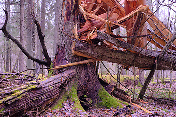 Image showing Wind broken spruce in foreground