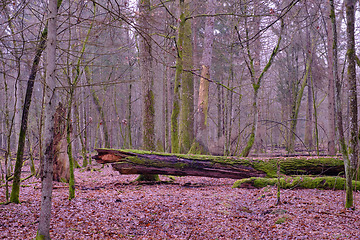 Image showing Early spring deciduous tree stand