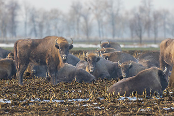 Image showing European bison (Bison bonasus) herd