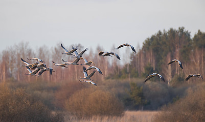 Image showing Group of Cranes(Grus grus) in fly