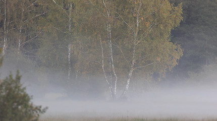 Image showing Mist over forest meadow