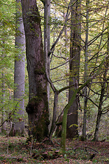 Image showing Deciduous stand with hornbeams and oaks