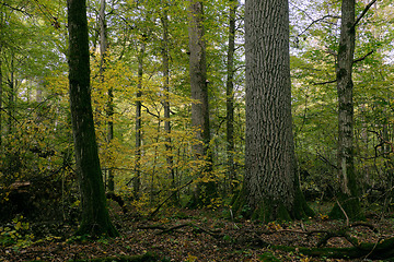 Image showing Deciduous stand with hornbeams and oaks